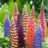 Semi di Kings Lupin Russell (Lupinus Polyphyllus) | 1,50 €