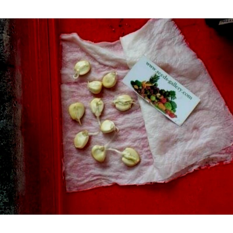 A világ legnagyobb óriáskukorica vetőmagja Cuzco - Cusco | 2,25 €