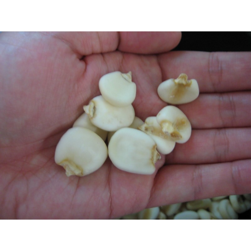 A világ legnagyobb óriáskukorica vetőmagja Cuzco - Cusco | 2,25 €