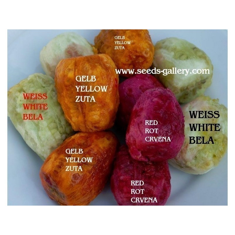 Kaktus seme Opuncija, Indijska Smokva (Opuntia Ficus-Indica) | 2,25 €