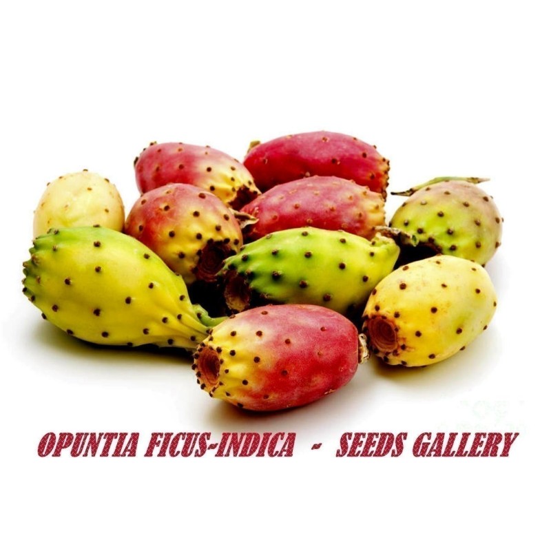 Semi di fico d'India (Opuntia Ficus-Indica) | 2,25 €