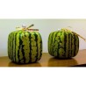 Fyrkantig vattenmelon Frön | 3,00 €