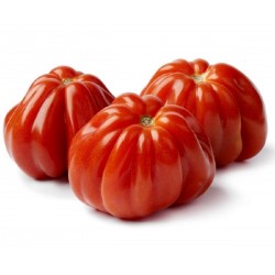 Tomat frön italiensk CUOR DI BUE