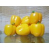 Semi di peperone Quadrato Dasti Giallo - Rosso | 1,65 €