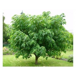 Papiermaulbeerbaum Samen