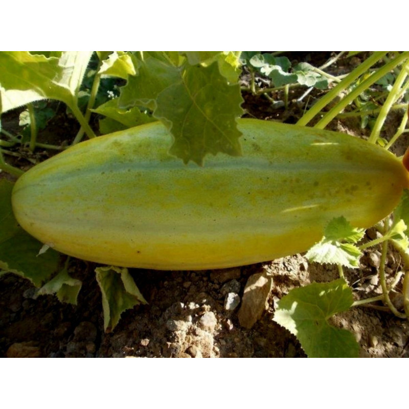 MESHEDI Melon Fröer | 2,50 €