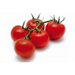 Graines de Tomate GRAPPOLO