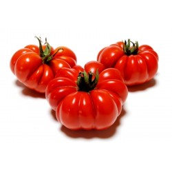 Tomat frön Beefsteak COSTOLUTO FIORENTINO