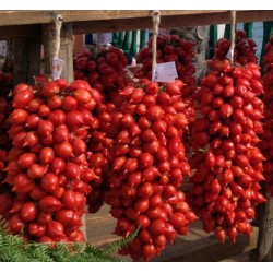 Tomat frön FIASCHETTO