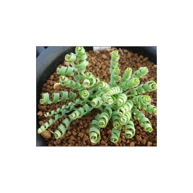 Spring Grass Spiral Grass Seeds (Moraea tortilis) | 3,55 €