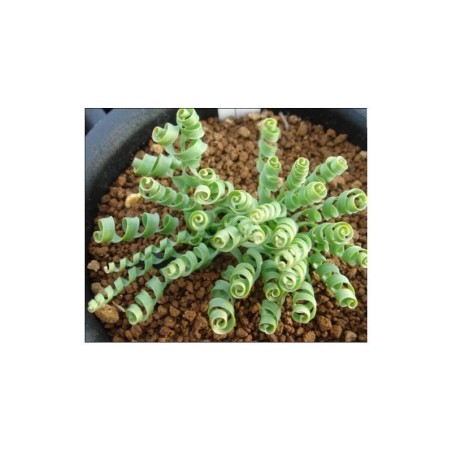 Spring Grass Spiral Grass Seeds (Moraea tortilis) | 3,55 €