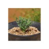 Spring Grass Spiral Grass Seeds (Moraea tortilis) | 3,55 €