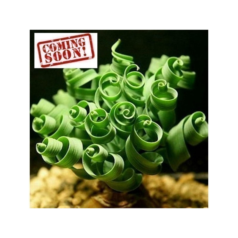 Spring Grass Spiral Grass Seeds (Moraea tortilis) | 3,55 €
