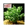 Spring Grass Spiral Grass Seeds (Moraea tortilis) | 3,55 €