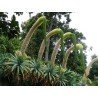 LION'S TAIL - SWAN'S NECK - FOXTAIL Seeds | 2,95 €