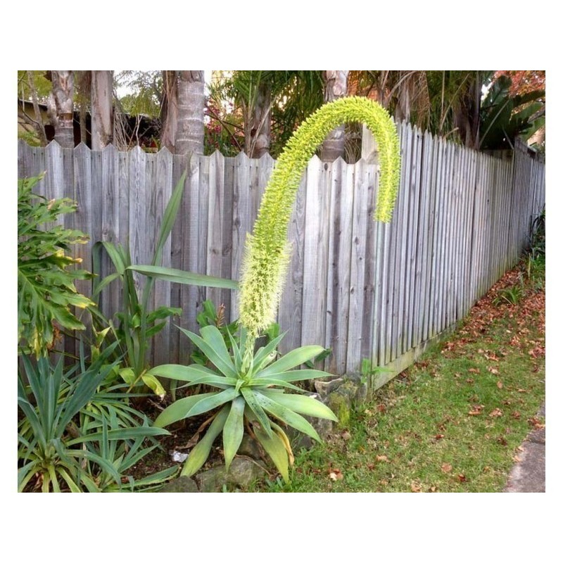 LION'S TAIL - SWAN'S NECK - FOXTAIL Seeds | 2,95 €