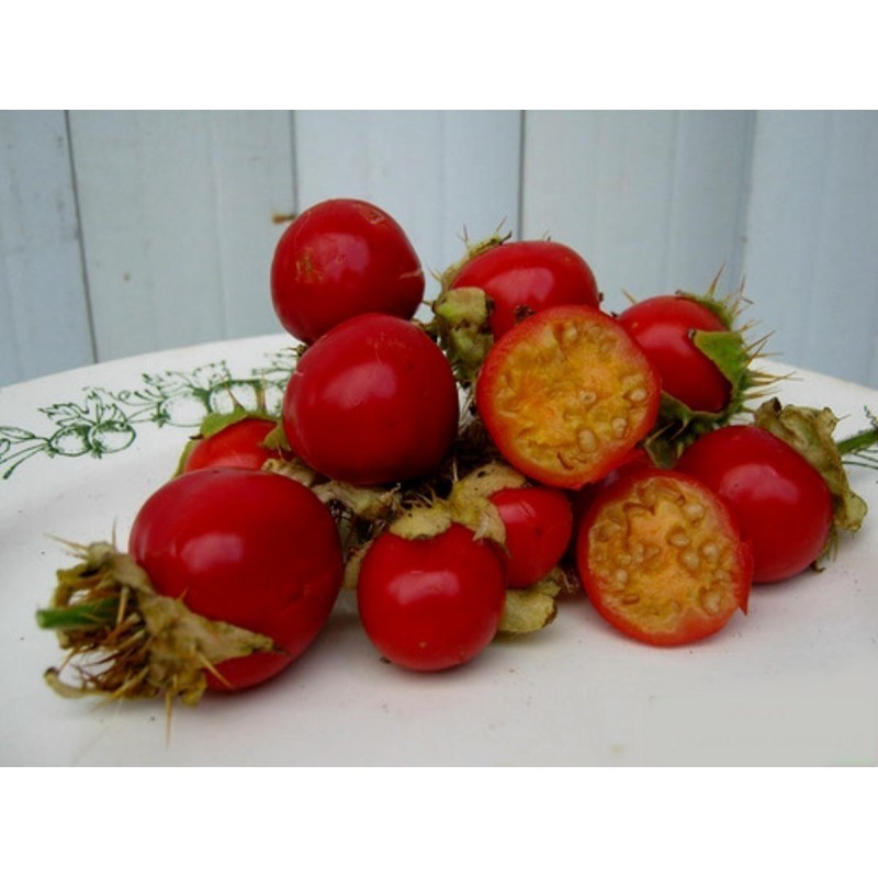 Litchi Tomato 1000 Seed - Morelle de Balbis | 85,00 €