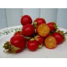 Litchi Tomato 1000 Seed - Morelle de Balbis | 85,00 €