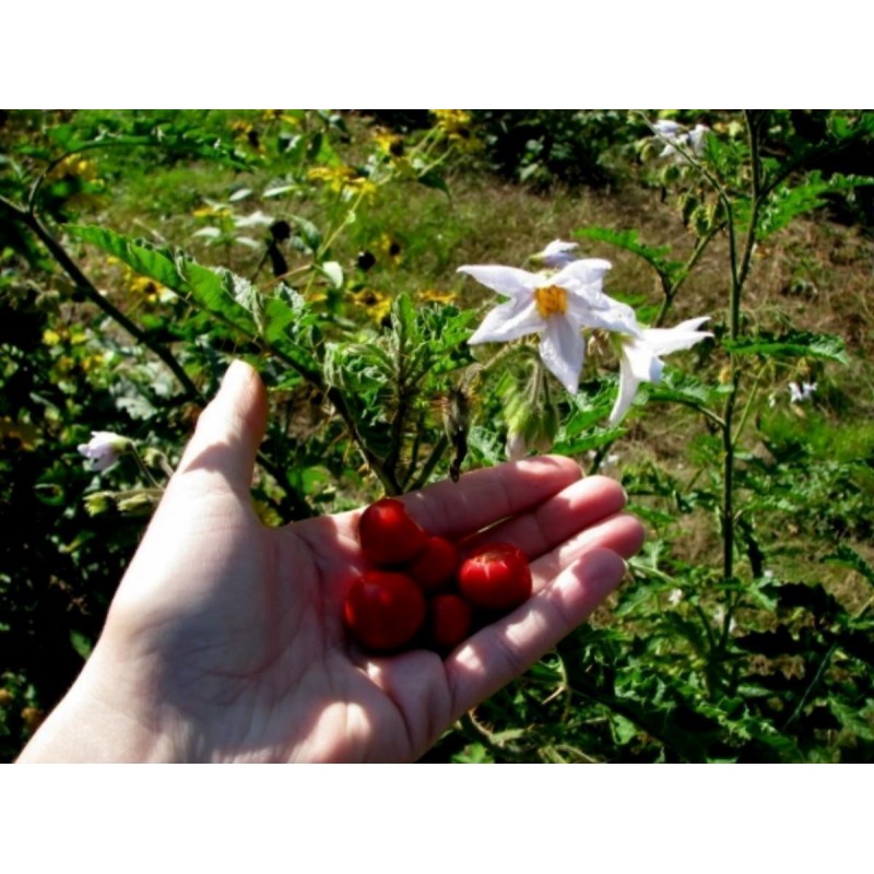 Litchi ντομάτας 1000 σπόρων | 85,00 €