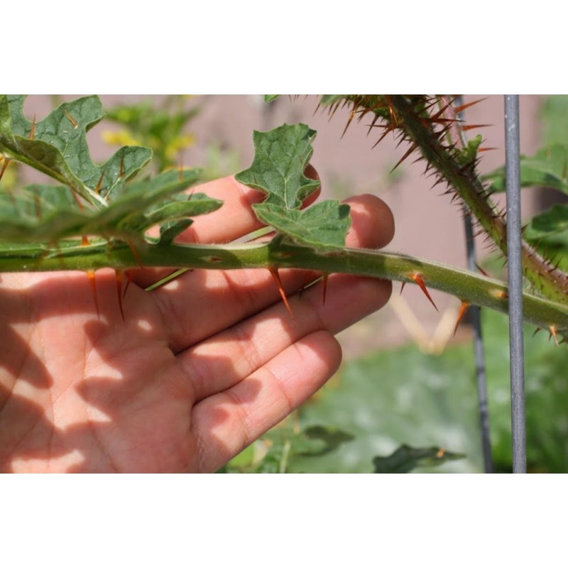 Litchi Tomato 1000 Seed - Morelle de Balbis | 85,00 €