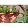Litchi Tomato 1000 Seed - Morelle de Balbis | 85,00 €
