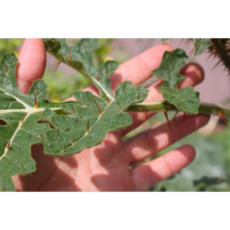 Litchi Tomato 1000 Seed - Morelle de Balbis | 85,00 €