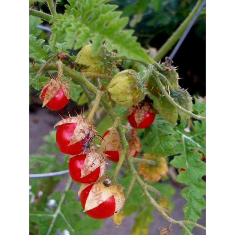 Litchi Tomato 1000 Seed - Morelle de Balbis | 85,00 €