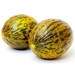 Dalaman Melon Fresh Seeds