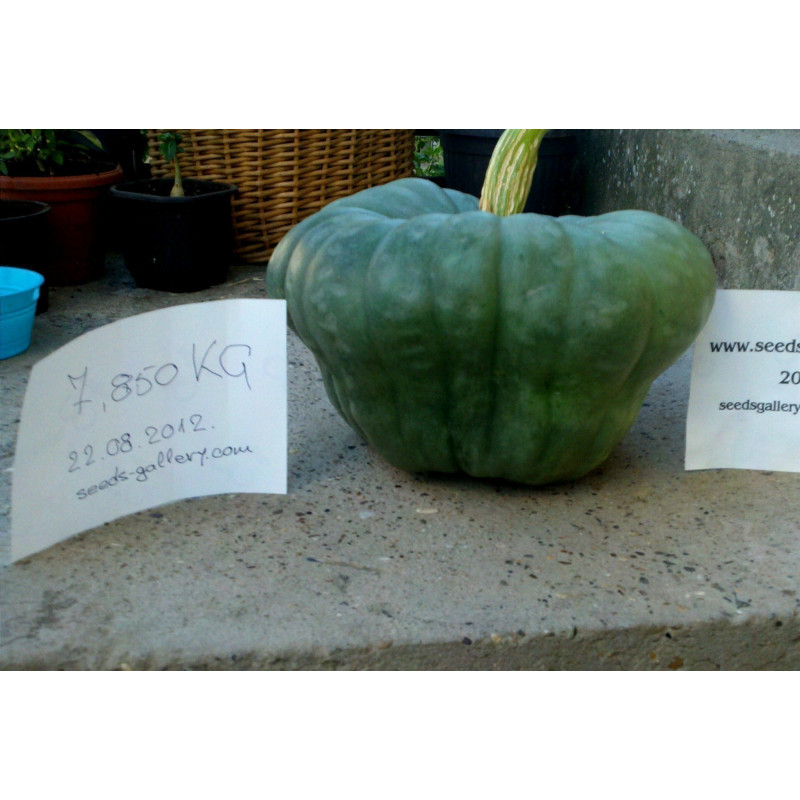 Σπόροι κολοκύθας Queensland Blue | 1,75 €