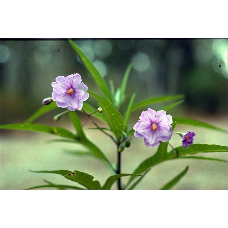 Gult känguruäpple Frön (Solanum laciniatum) | 2,50 €