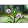 Gult känguruäpple Frön (Solanum laciniatum) | 2,50 €
