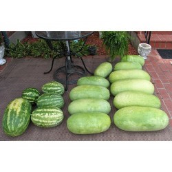 Charleston Gray Watermelon Seed