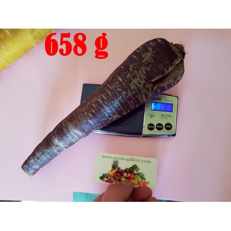 Riesige Karotten Samen Purple Dragon | 1,55 €