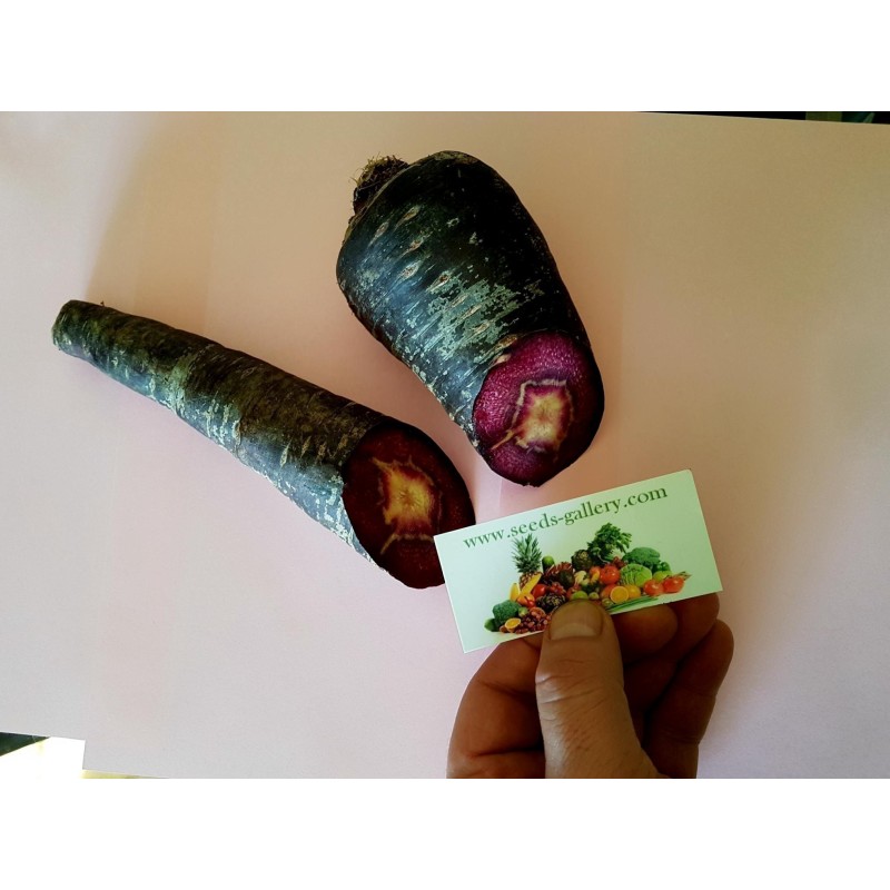 Giant Carrot Seeds Purple Dragon | 1,55 €