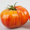 Beefsteak Tomato Seeds MR STRIPEY | 1,55 €
