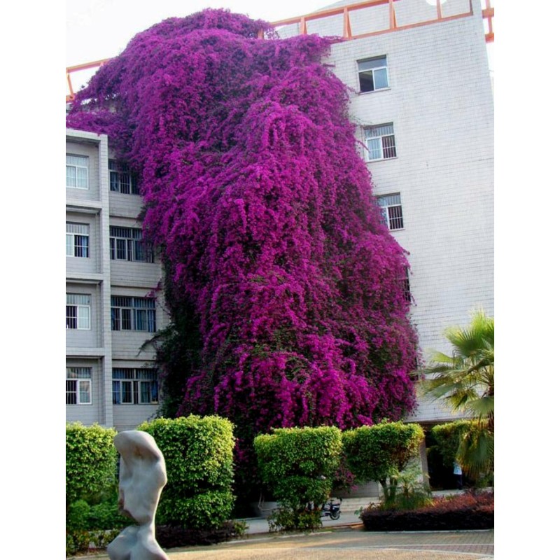 50 Graines De Bougainvilliers Bleus, Paperblower, | Ubuy