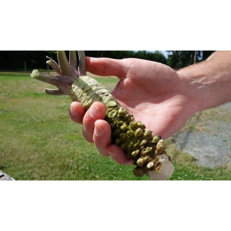 Semillas de Wasabi (Wasabia japonica) | 7,50 €