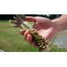 Semillas de Wasabi (Wasabia japonica) | 7,50 €