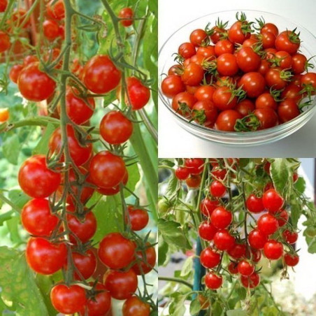 Semi di pomodoro Sweet Princess | 1,85 €