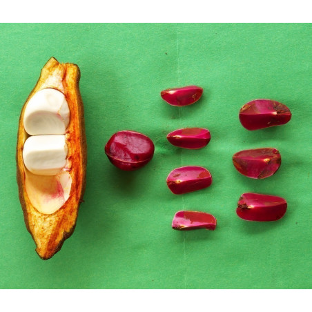 Coca Cola - Kola nut Seeds (Cola acuminata) | β¬9.50