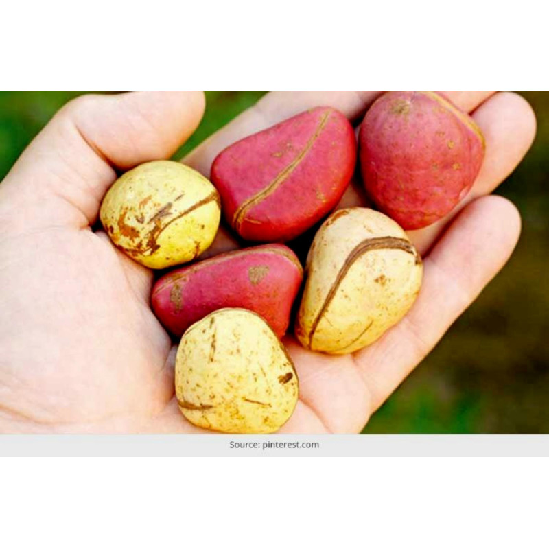 Coca Cola - Kolanuss Samen (Cola acuminata) | 9,50 €