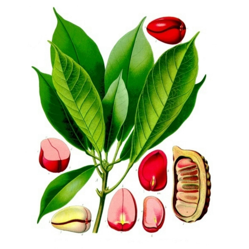 Coca Cola - Kola nut Seeds (Cola acuminata) | β¬9.50