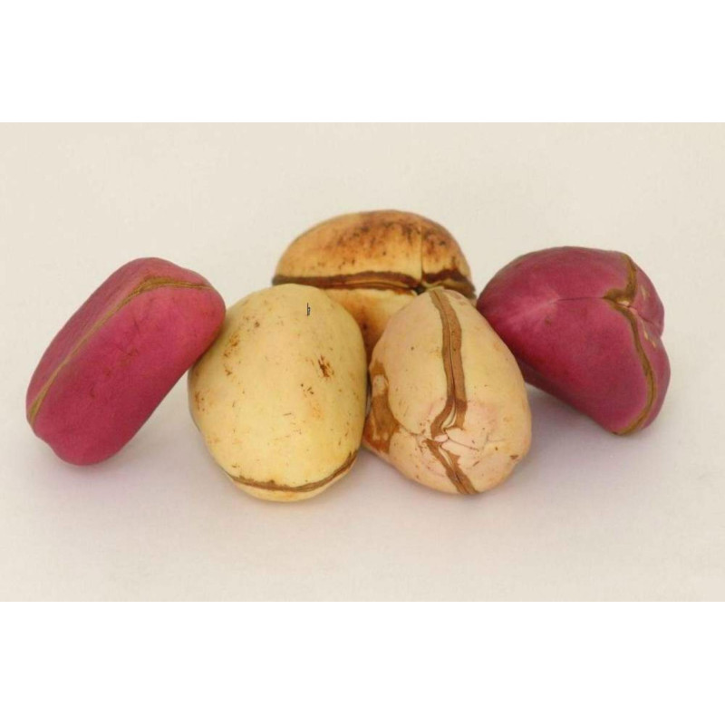 Graines de NOIX DE KOLA - Coca Cola (Cola acuminata) | 9,50 €