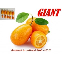 Giant Kumquats or cumquats Seeds (Fortunella margarita) exotic tropical fruit