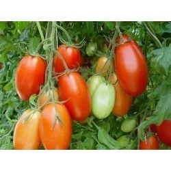 Tomato Seeds Rio Grande