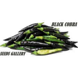 Black Cobra Chili Seeds (C. annuum)