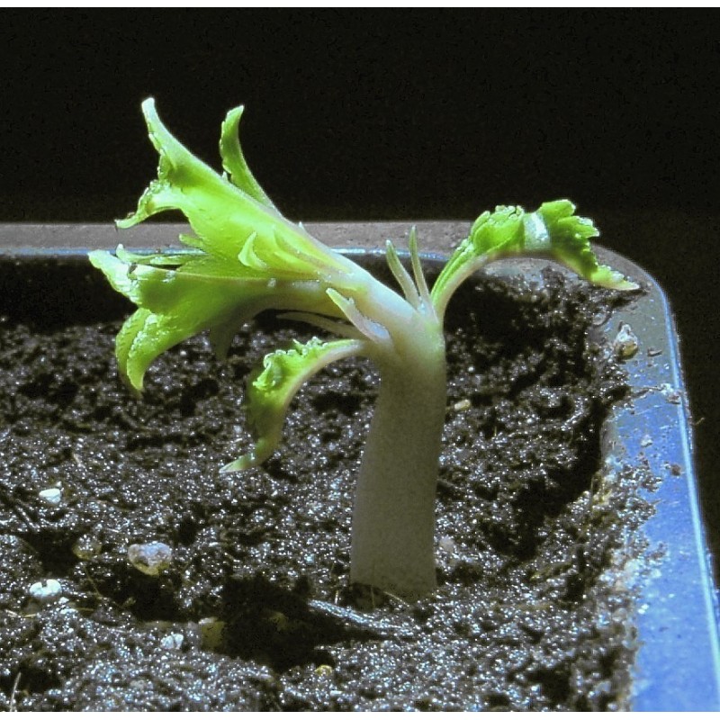 Süßmandel - Mandelbaum Samen (Prunus dulcis) | 2,55 €