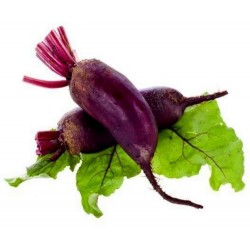 Beetroot Seeds “Cylindra”