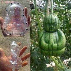 Fruit Mold in the form of Buddha, pear, Muskmelon…
