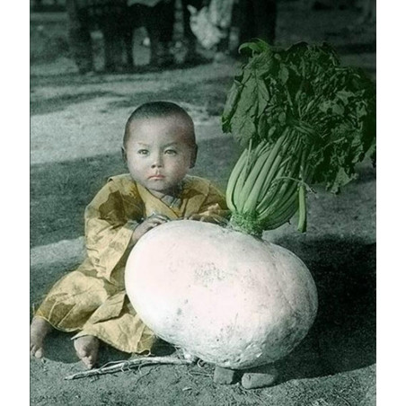 Giant Radish Fröer SAKURAJIMA DAIKON - Största Radish i världen